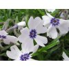 Flox šidlolistý - Phlox subulata 'Bavaria'