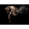 Fototapeta - FT6787 - Slon Vlies 110gr- 254cm x 184cm