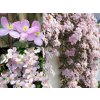 Plamienok Montana Fragrant Spring, výška 50-60 cm, kvetináč 15 cm