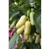 Chilli Habanero biele - Capsicum annuum - predaj semien - 6 ks