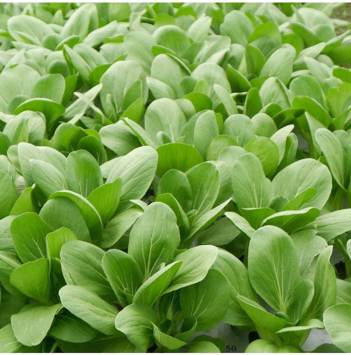 Pak Choi Atari F1 - Brassica rapa chinensis - semená pak choi - 50 ks