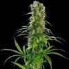 Sensi Seeds - Michka 10 ks - semená neobsahujú THC