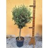 Olea Europaea - olivovník 160-190cm s kvetináčom (obvod kmeňa 20 - 25cm)