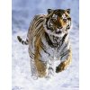 Ravensburger 14475 Tiger na snehu 500 dielikov