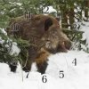e-polovnictvo.sk Poľovnícke hodiny - Diviak celý