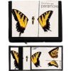 Paramore Butterfly (peňaženka)