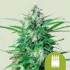 Royal Queen Seeds Cannabis Seeds Royal AK Auto 3 ks
