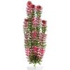 JK ANIMALS Red Anacharis 38-43 cm