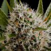 Nirvana Lithium OG Kush regular semena neobsahují THC 10 ks