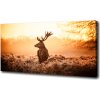 Foto obraz tlačený na plátne Jeleň východ slnka 100x50 cm