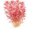 Tropica Rotala rotundifolia 'Blood Red'