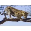 Fototapeta na stenu - FT0159 - Leopard 175cm x 250cm - Vlies 110gr