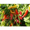 Paprika kozí/baraní roh Harriet - Capsicum annuum - semená - 45 ks