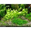 Lysimachia nummularia /Invitro/ 7 cm kelímok