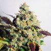 Doctor's Choice DC Kush neobsahuje THC 10 semen