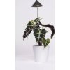 Venso Lampa pre rastliny SUNLiTE 7W - sivá