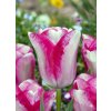 Tulipán 'Mata hari' 5 ks