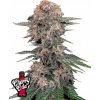 Fast Buds Semená kanabisu Cherry Cola Auto 5 ks