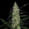 Spliff Seeds - Super Skunk 5 ks - Semená neobsahujú THC