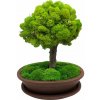 Bonsaj bezúdržbový Brown I.