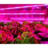 30 cm - LED GROW trubica pre rast rastlín, červeno-modrá (5W)