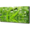 Moderný obraz canvas na ráme Kvapky na tráve 100x50 cm