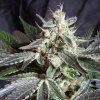 Sweet Seeds - Black Jack 25 ks - Semená neobsahujú THC