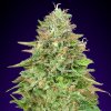 00 Seeds Bank - Critical Poison Fast 3 ks - semená neobsahujú THC