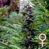 KC Brains Seeds - T.N.R. 5 ks - Semená neobsahujú THC