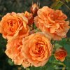 Kordes Roses Mnohokvetá ruža Kordes PÁLAVA 'Bentheimer Gold®' 2l kontajner