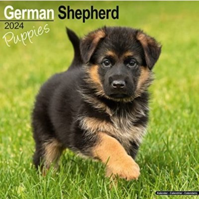 German Shepherd Puppies Square Dog Puppy Breed Wall 16 Month 2024