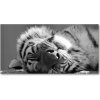 Foto obraz akrylový do obývačky Spiaci tiger 100x50 cm
