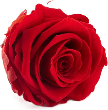Stabilizovaná ruža – hlava XL červená