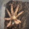 Psalmopoeus emeraldus