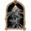 Exotic Seed - Quicklato Sherbet 10 ks - Semená neobsahujú THC