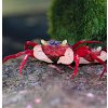 Vampire Crab Mandarin