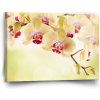 Sablio Obraz Orchidea 2 - 90x60 cm