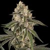 Sensi Seeds Sunset Peach semena neobsahují THC 3 ks