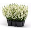 Angelonia angustifolia Serena Series F1 White 1000 semien