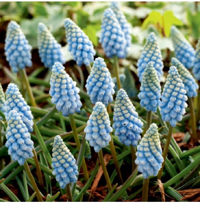 Modrica Valerie Finish - Muscari armeniacum - cibuľa modrice - 5 ks