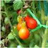 Paradajka Červená hruška - Solanum lycopersicum - Semená rajčiaka - 7 ks