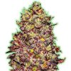 Monster Genetics - Monster Gelato Auto 3 ks - Semená neobsahujú THC.