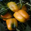 Paprika Mystery - Capsicum annuum - semená papriky - 15 ks