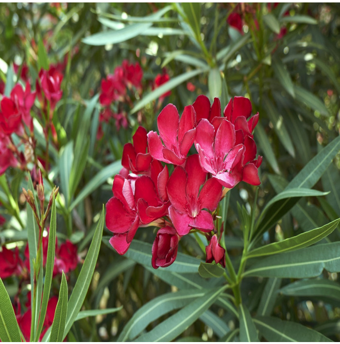 Oleander obyčajný - Nerium oleander - semená oleandra - 10 ks