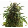 Nirvana Blue Dream regular semena neobsahují THC 10 ks