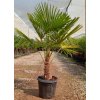 Trachycarpus fortunei Premium s výškou kmeňa 20-30 cm