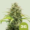 Royal Queen Seeds Cannabis Seeds Triple G Auto 3 ks