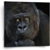 Sablio Obraz Gorila - 50x50 cm