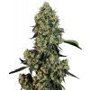 Sensi Seeds Cannabis Seeds OG Kush Feminized by White Label, 3-10 ks 10 ks