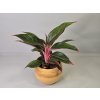 Aglaonema Emerald Stone